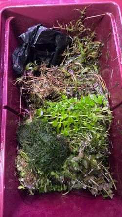 Aquarium plant trimmings free