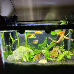 Planted Tank