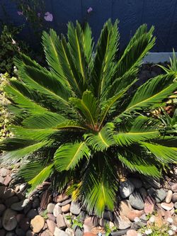 FREE 2 small Sago Palms