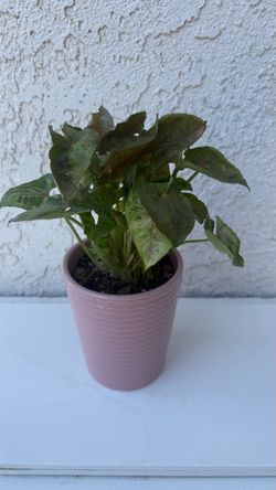 Syngonium Dwarf Princess