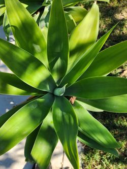 Fox Tails plants
