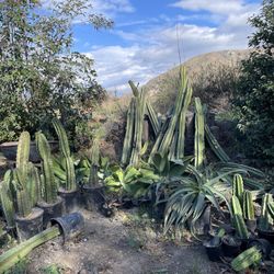 Cacti | Cactus | Succulents | Avocados