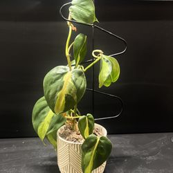 Plant - Philodendron Brasil