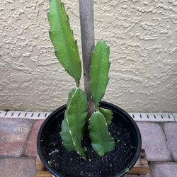 Pink Dragon Fruit Plant 🪴