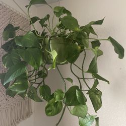 House Plants For Sale 