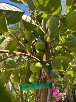 Fuyu persimmon tree 25gal
