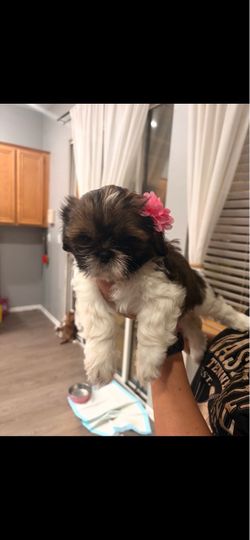 Shih Tzu