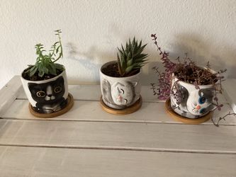 3 assorted plants w/pots
