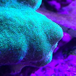 Green Psammocora 