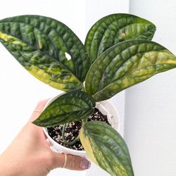 Collector's Plant: Monstera Karstenianum Peru Variegated 4" Pot - Indoor House Plants