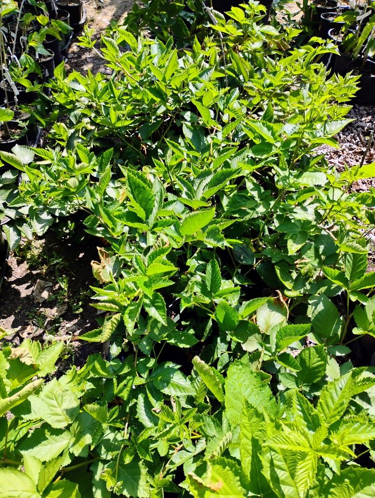 Sweetie pie thornless blackberry plant in 1 gallon size. Please Read.