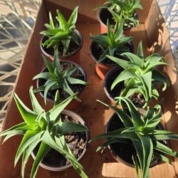 Aloe Succulents