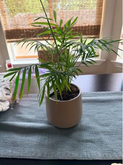 Parlor Palm Plant