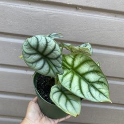 6” alocasia silver dragon