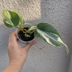 Beautiful Philodendron Rio Sport Plant 