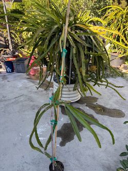 Dragonfruit plant-AX variety almost 6ft