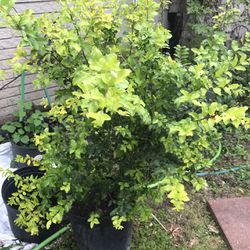 Ligustrum Sunshine Shrub 1 Extra Large 3 Gallon Plant | Lustrous Garden Shrub
