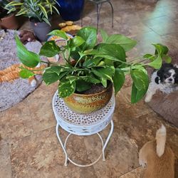 Pothos In New Gorgeous 7in Ceramic Pot With Drainage 