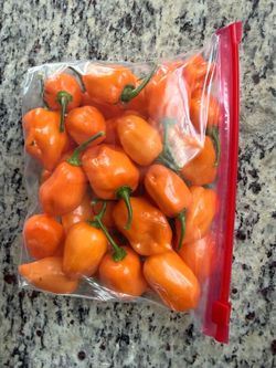 Habanero HOT peppers 🌶️