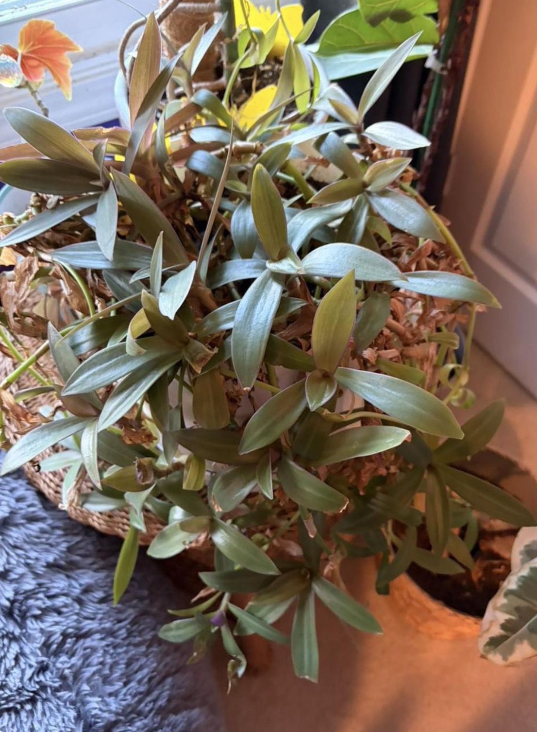 Oyster plant cuttings 3 for $9