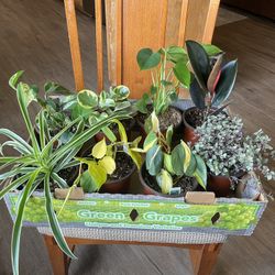 House Plants 