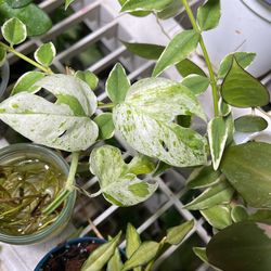 Many Hoya Varieties Cuttings