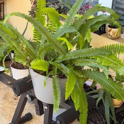 Ferns plant