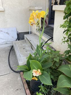 Yellow Canna Lilies Beautiful $10