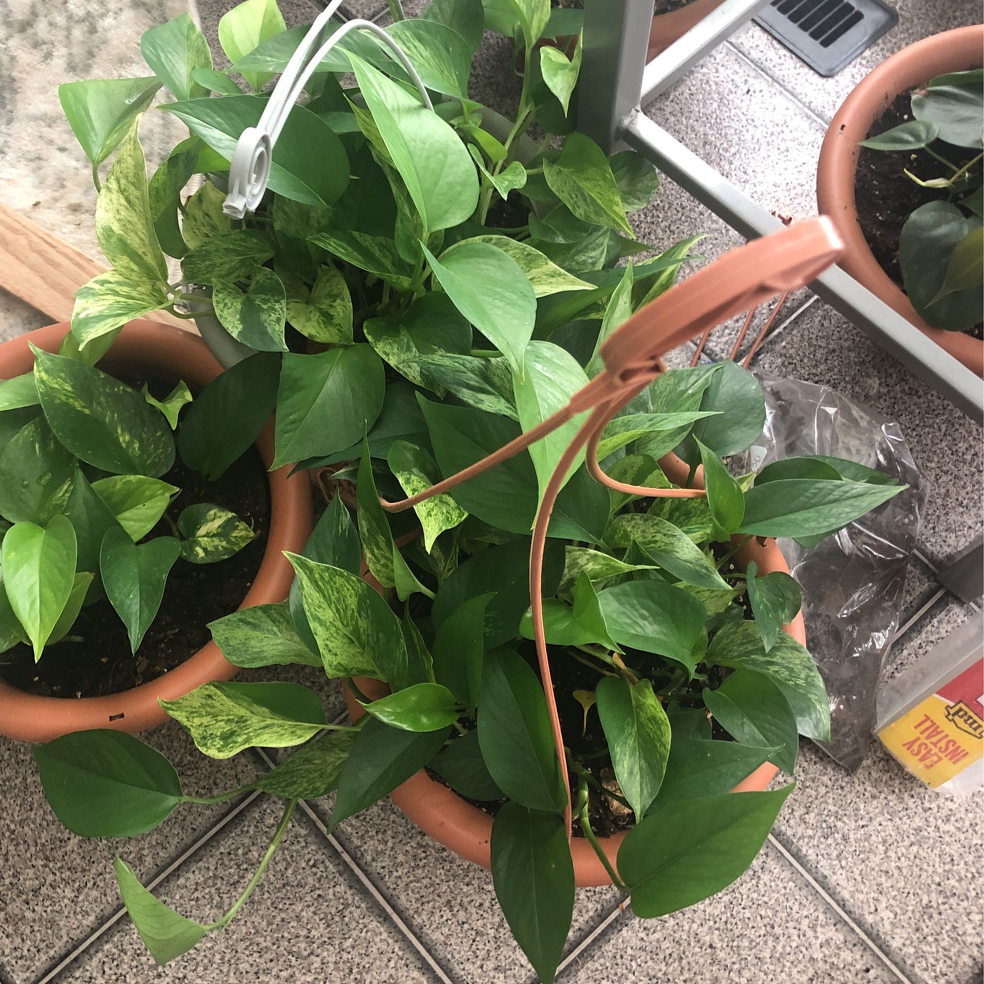 Air Filtering Philodendron Plant $15 
