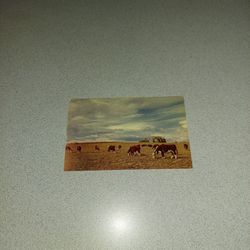 VINTAGE HEREFORDS AT HOME ON THE RANGE UNUSED POSTCARD 