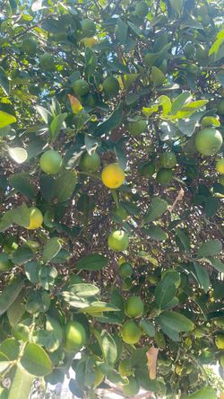 Vendo  limones  chicos  mexicanos