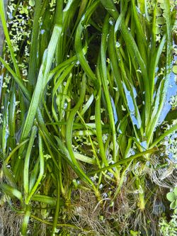 Live Aquatic Vallisneria Plants with Roots