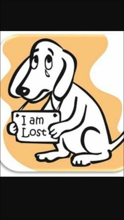 Lost dog
