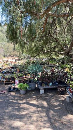Plants Pots and Yard Art