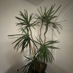 Huge Fake Plant 