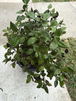 Green plant with purple