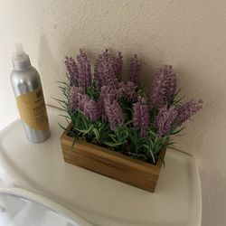 Lavender Plant 