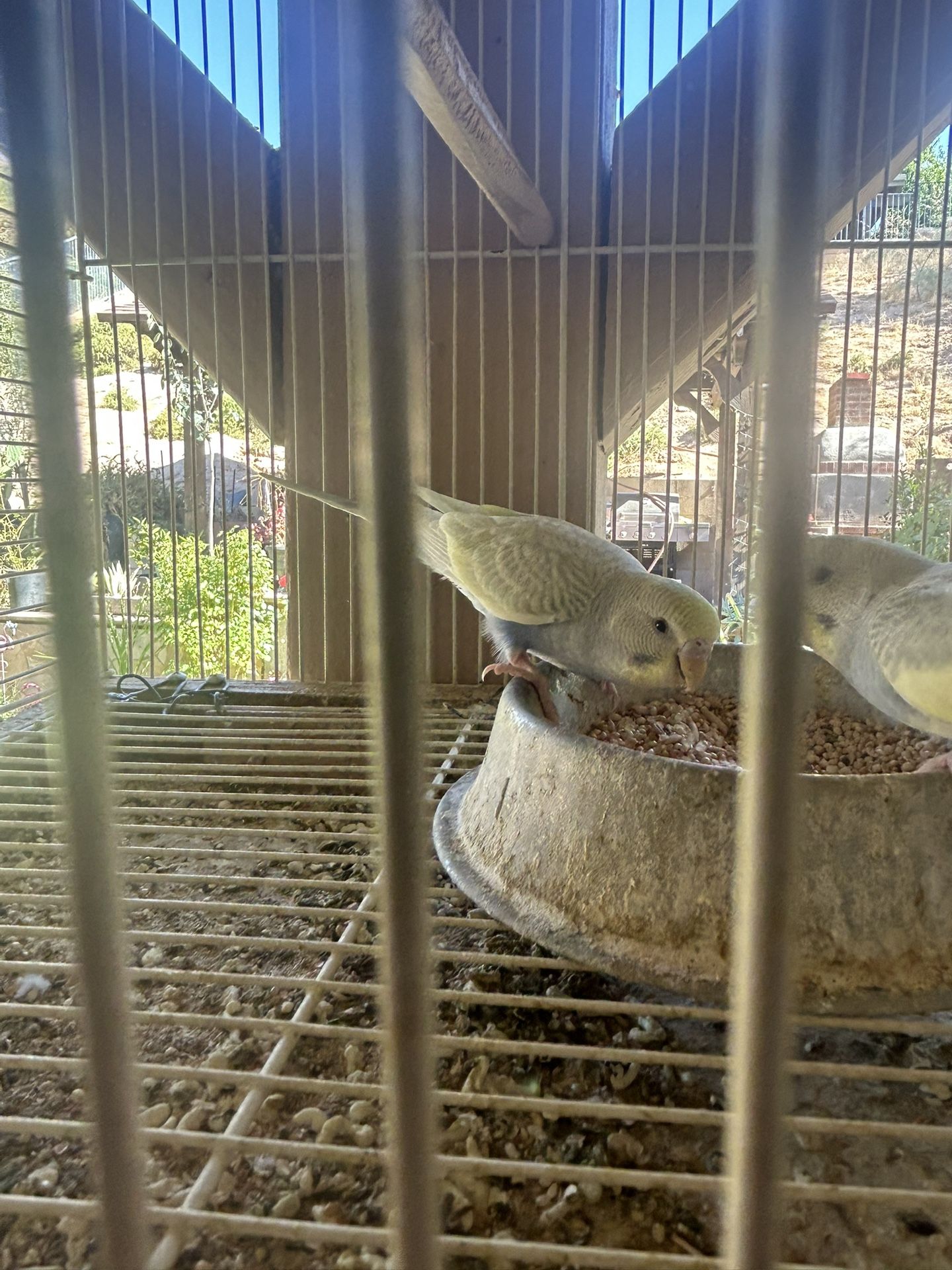 Bird Cage