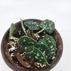 Scindapsus Pictus Argyraeus 