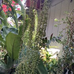 Planta Colgante Suculenta