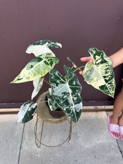 6” variegated frydek