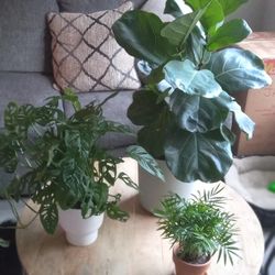 3 Real Plants