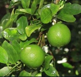 💯 Organic Well Rooted Mexican Key Lime Plant