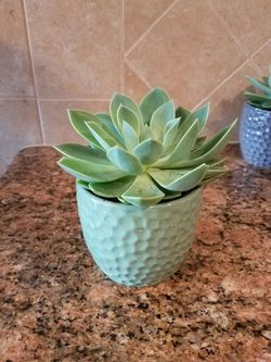 Succulents