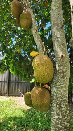 Jackfruit