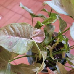 Syngonium (Milk Confetti)