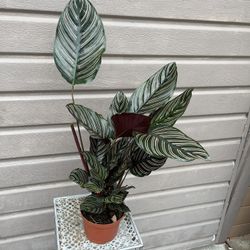6” calathea pinstripe 