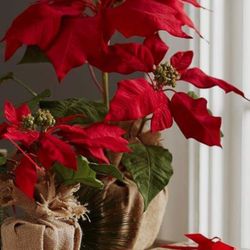 POTTERY BARN Christmas Poinsettia Pot