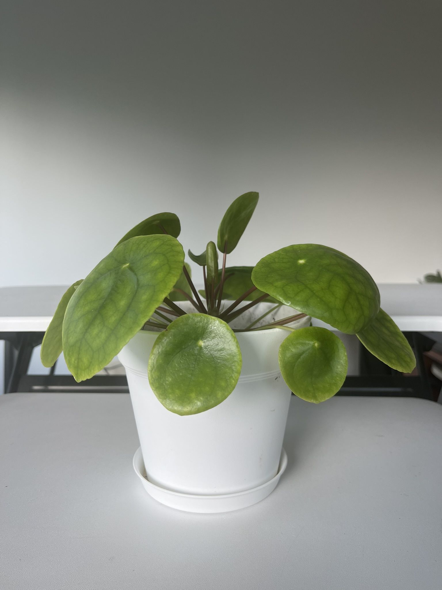 Chinese Money Plant in a 8-inch Pot