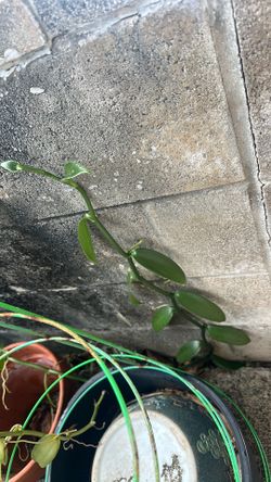 Long Vanilla vine